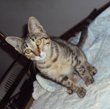 Gato ra a SRD idade 2 a 6 meses nome Luna