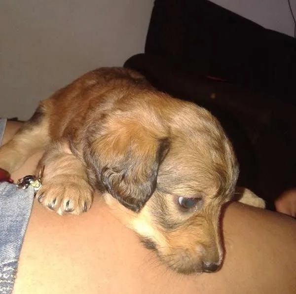 Cachorro ra a Vira Lata idade Abaixo de 2 meses nome sem nome