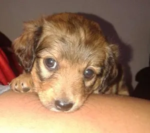 Cachorro raça Vira Lata idade Abaixo de 2 meses nome sem nome