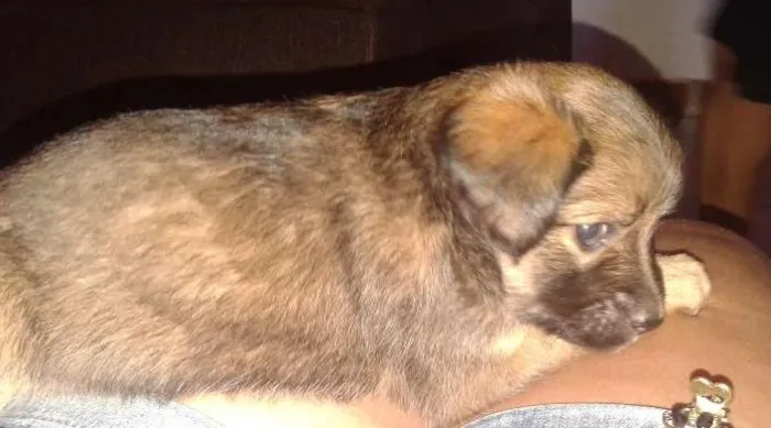 Cachorro ra a Vira Lata idade Abaixo de 2 meses nome sem nome