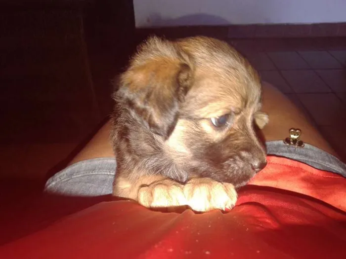 Cachorro ra a Vira Lata idade Abaixo de 2 meses nome sem nome
