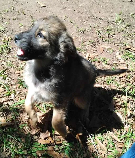 Cachorro ra a SRD idade 2 a 6 meses nome sem nome