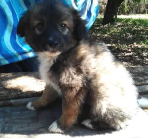 Cachorro raça SRD idade 2 a 6 meses nome sem nome