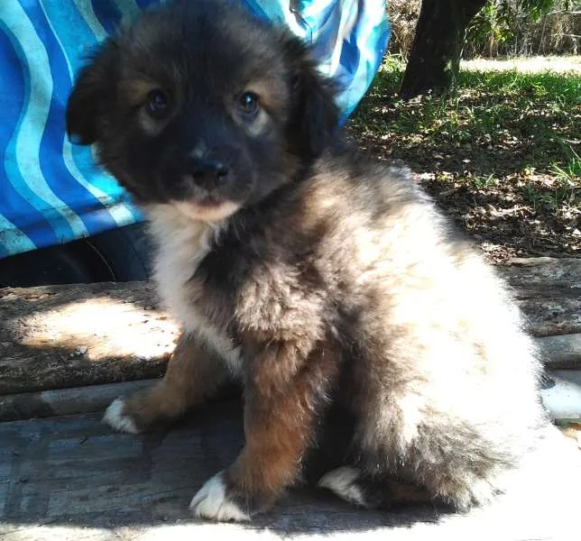 Cachorro ra a SRD idade 2 a 6 meses nome sem nome