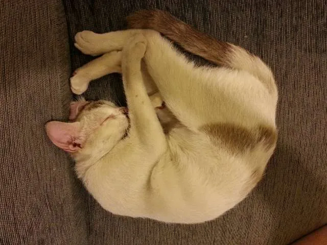 Gato ra a SRD idade 7 a 11 meses nome Bonita