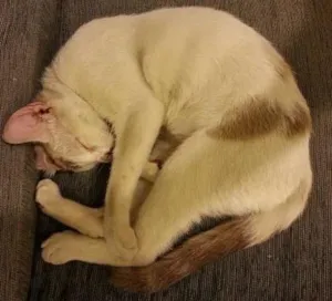 Gato raça SRD idade 7 a 11 meses nome Bonita