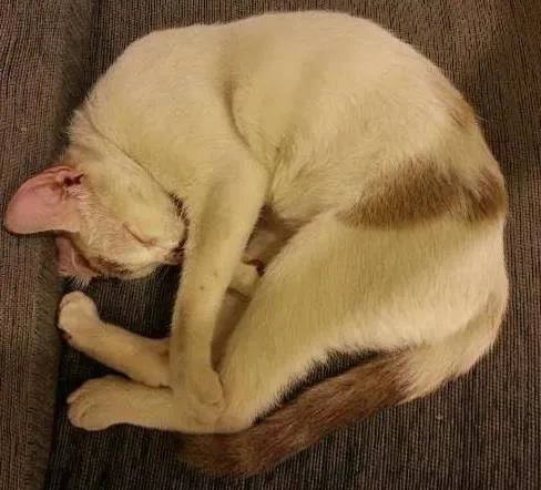 Gato ra a SRD idade 7 a 11 meses nome Bonita