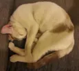 Bonita