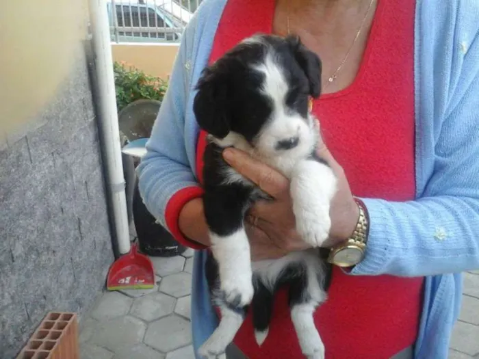 Cachorro ra a vira-lata idade Abaixo de 2 meses nome Beethoven