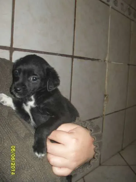 Cachorro ra a vira-lata idade Abaixo de 2 meses nome Lola
