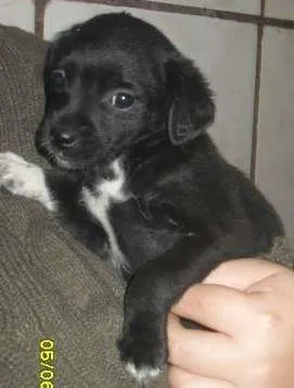 Cachorro ra a vira-lata idade Abaixo de 2 meses nome Lola