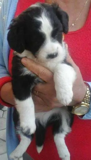 Cachorro ra a vira-lata idade Abaixo de 2 meses nome Beethoven