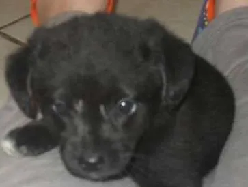 Cachorro ra a vira-lata idade Abaixo de 2 meses nome Bolinha