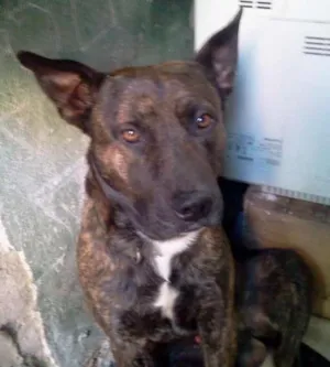 Cachorro raça Pit-Bull idade 3 anos nome THOR