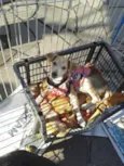 Lindos cãezinhos