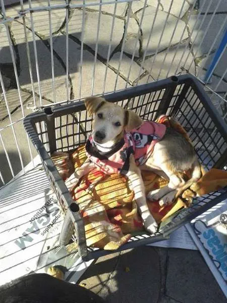 Cachorro raça Dv idade  nome Lindos cãezinhos