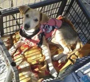 Cachorro raça Dv idade  nome Lindos cãezinhos