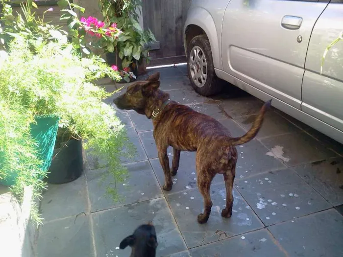 Cachorro ra a Pit-Bull idade 2 anos nome THOR