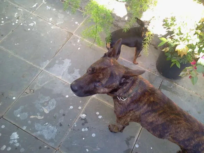 Cachorro ra a Pit-Bull idade 2 anos nome THOR