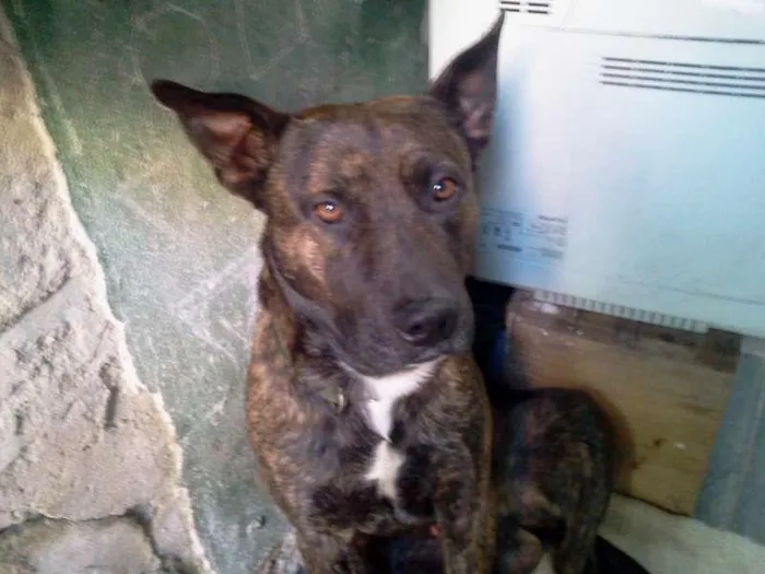 Cachorro ra a Pit-Bull idade 2 anos nome THOR