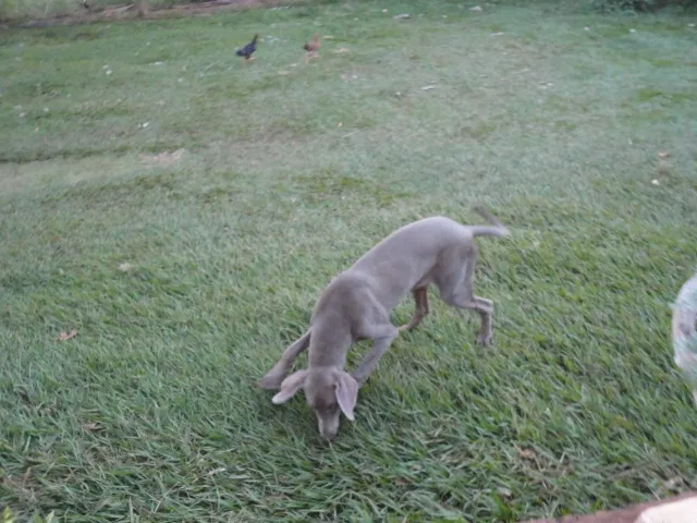 Cachorro ra a weimaraner idade 7 a 11 meses nome zuke 