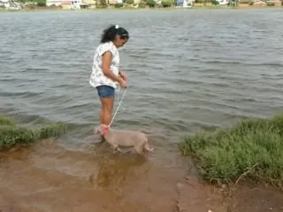 Cachorro ra a weimaraner idade 7 a 11 meses nome zuke 
