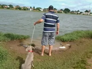 Cachorro ra a weimaraner idade 7 a 11 meses nome zuke 