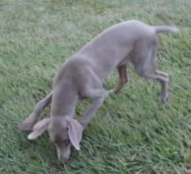 Cachorro ra a weimaraner idade 7 a 11 meses nome zuke 