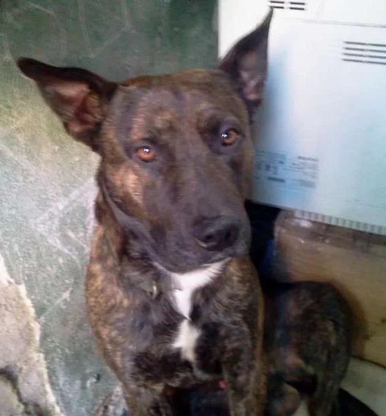 Cachorro ra a Pit-Bull idade 2 anos nome THOR