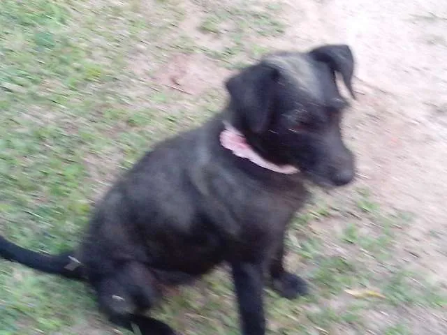 Cachorro ra a vira-lata idade 2 anos nome Belinha