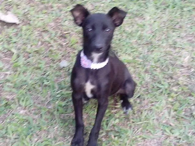 Cachorro ra a vira-lata idade 2 anos nome Belinha