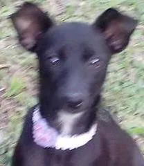 Cachorro ra a vira-lata idade 2 anos nome Belinha