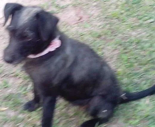 Cachorro ra a vira-lata idade 2 anos nome Belinha