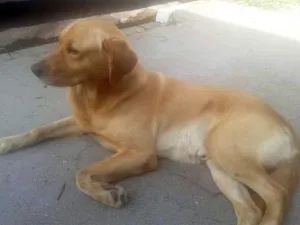 Cachorro raça Labrador idade 1 ano nome não sei