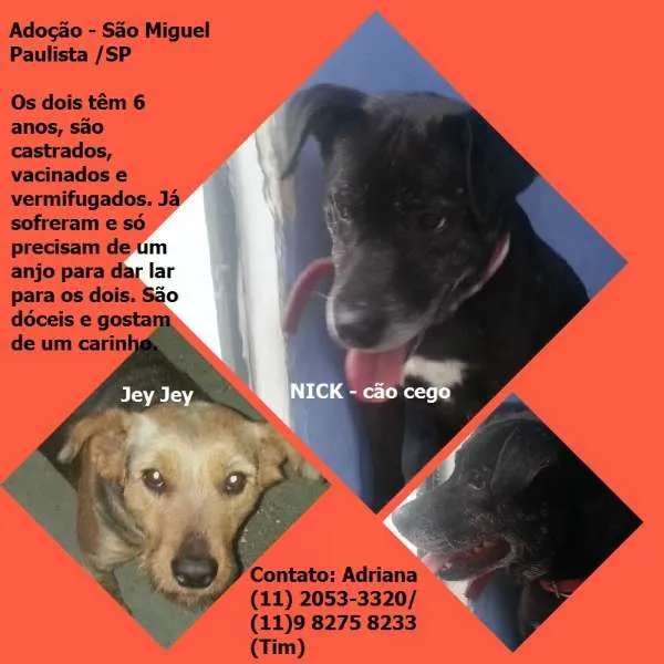 Cachorro ra a SRD idade 6 ou mais anos nome NICK / JEY JEY