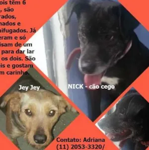 Cachorro raça SRD idade 6 ou mais anos nome NICK / JEY JEY