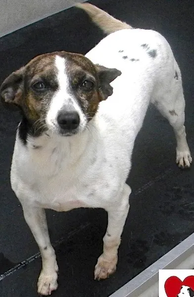 Cachorro ra a FOX PAULISTINHA idade 6 ou mais anos nome LILLY PEQUENINA