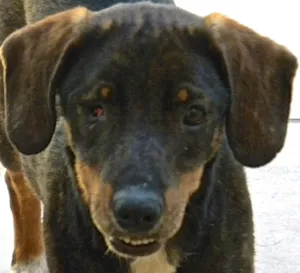 Cachorro raça SRD idade 1 ano nome VALENTINA