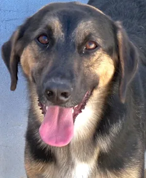 Cachorro raça SRD idade 5 anos nome FOFÃO