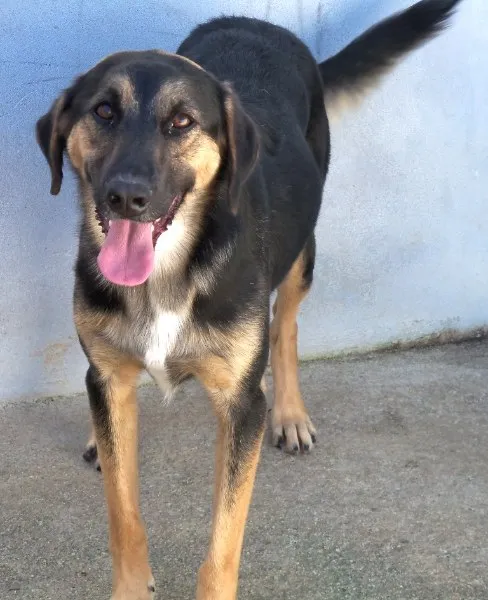 Cachorro ra a SRD idade 5 anos nome FOFÃO