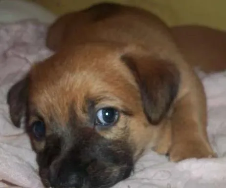 Cachorro ra a SRD idade Abaixo de 2 meses nome sem nomes