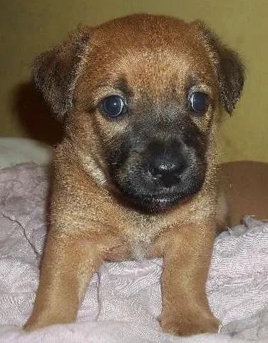 Cachorro ra a SRD idade Abaixo de 2 meses nome sem nomes
