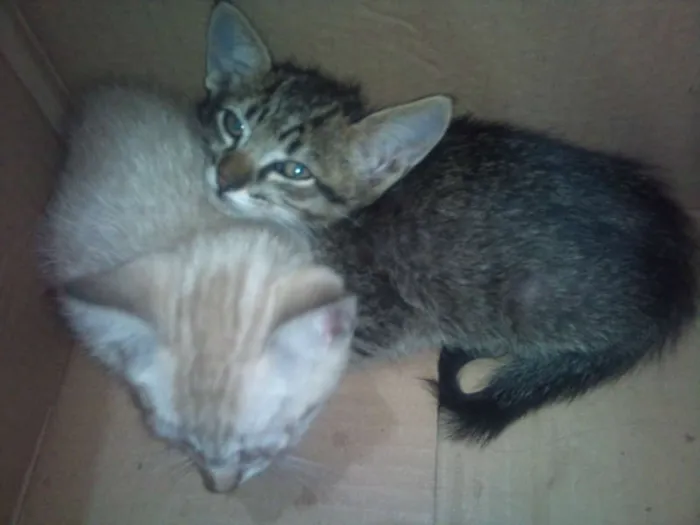 Gato ra a  idade Abaixo de 2 meses nome Filhotinhos