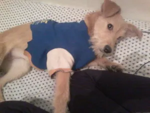 Cachorro raça SRD idade 7 a 11 meses nome Kitty