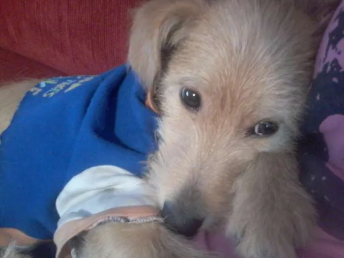 Cachorro ra a SRD idade 7 a 11 meses nome Kitty
