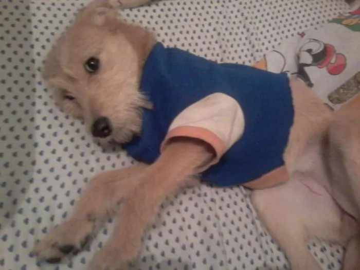 Cachorro ra a SRD idade 7 a 11 meses nome Kitty