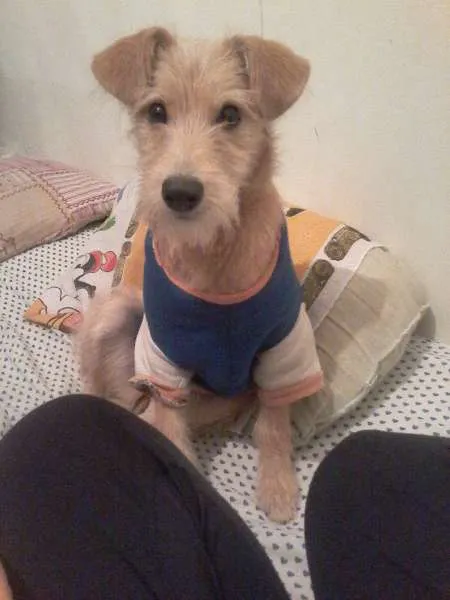 Cachorro ra a SRD idade 7 a 11 meses nome Kitty