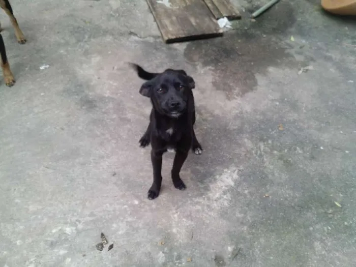Cachorro ra a vira lata idade 2 a 6 meses nome Buddy