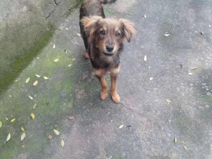 Cachorro ra a vira lata(misturado n sei a raça do pai) idade 2 a 6 meses nome Beethoven