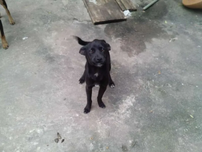 Cachorro ra a vira lata idade 2 a 6 meses nome buddy